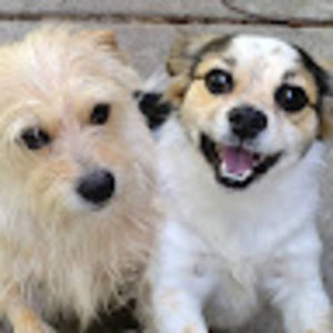 Meet your Posher, Sylvia